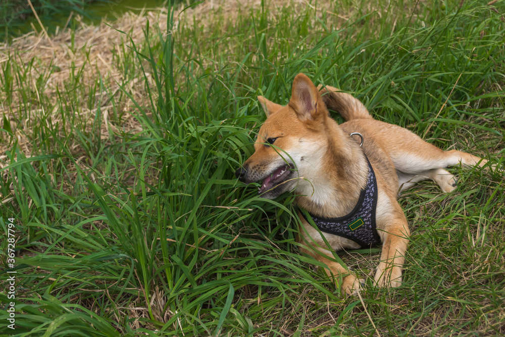 ein junger japanischer Shiba Inu Hund im Gras ein junger japanischer Shiba Inu Hund im Gras
