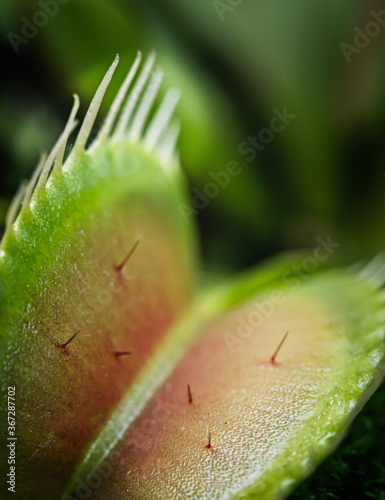 Carnivorous venus fly trap.