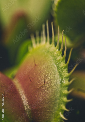 Carnivorous venus fly trap.