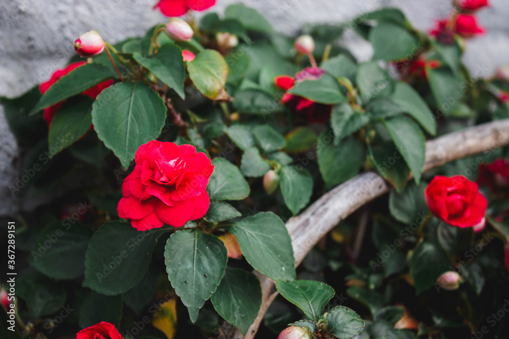 Beautiful red roses grow in a basket