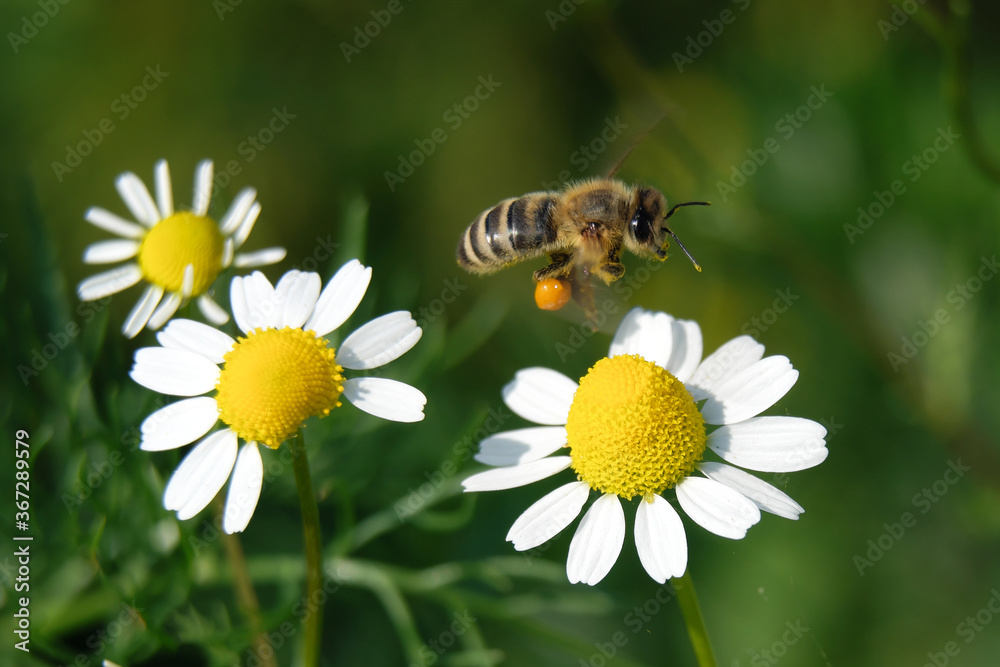 A bee approaching a chamomile blossom - Stockphoto A bee approaching a chamomile blossom - Stockphoto