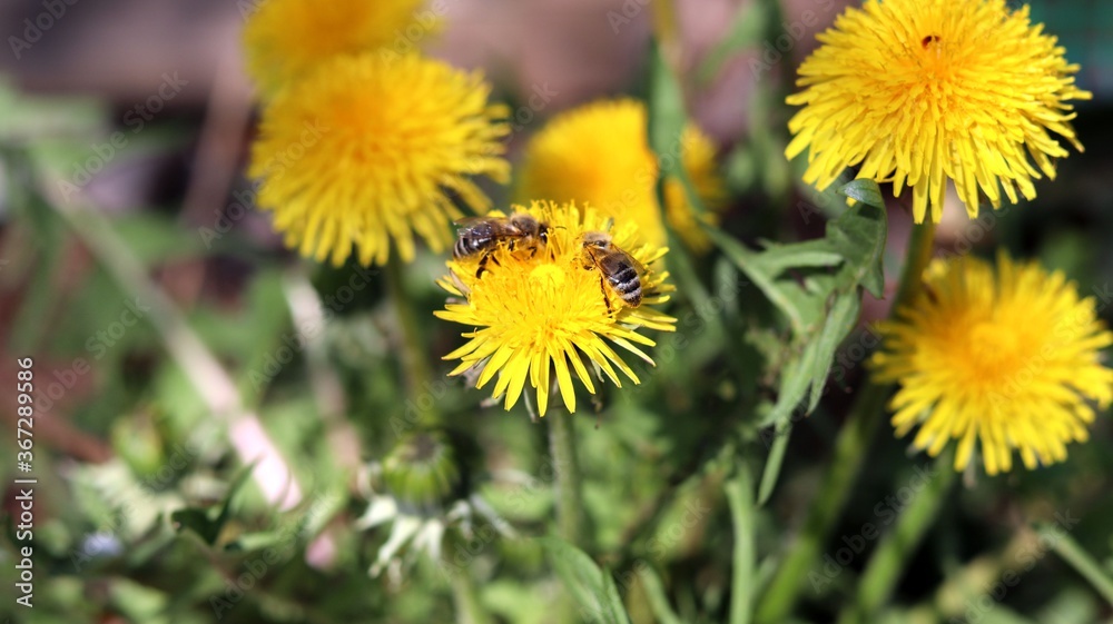 Two bees collects nectar from a dandelion Two bees collects nectar from a dandelion