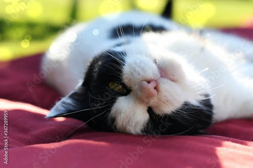 Black and white domestic cat