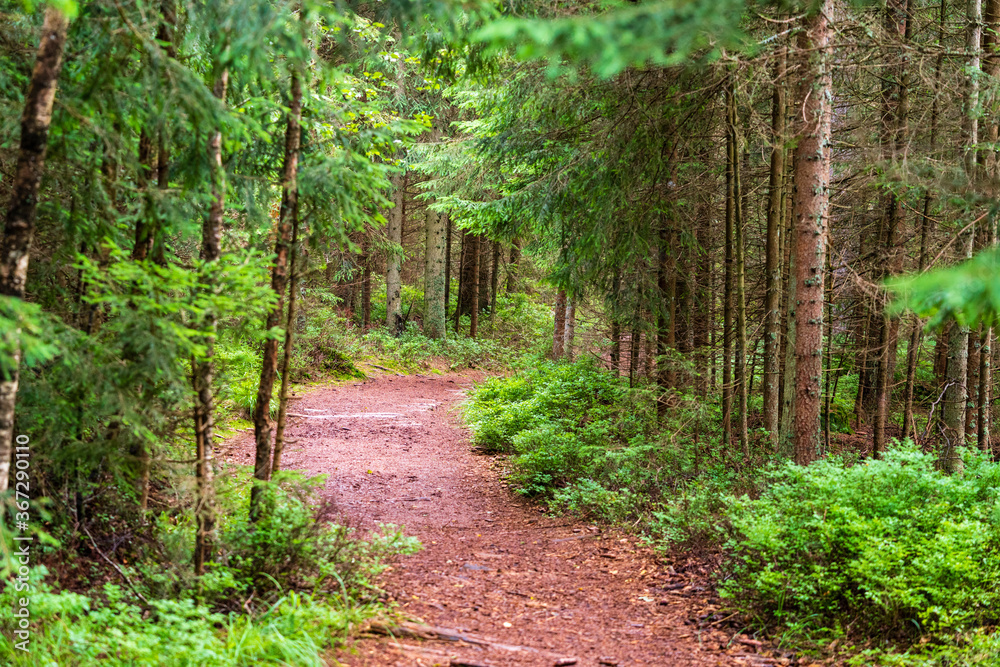 Moorwanderweg im Naturschutzgebiet Tannermoor im Mühlviertel Oberösterreich Moorwanderweg im Naturschutzgebiet Tannermoor im Mühlviertel Oberösterreich