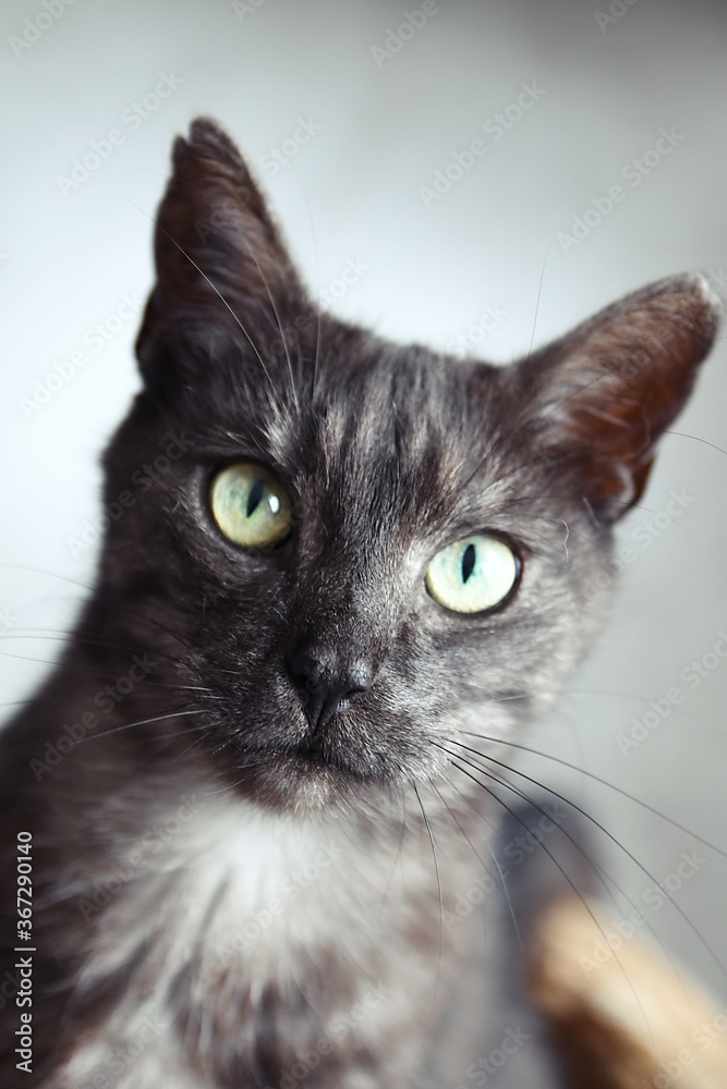 Black domestic cat Black domestic cat