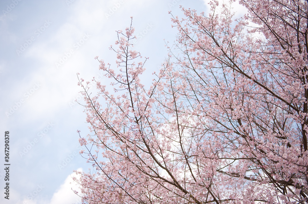 Cherry branches and pink cherry blossoms Cherry branches and pink cherry blossoms