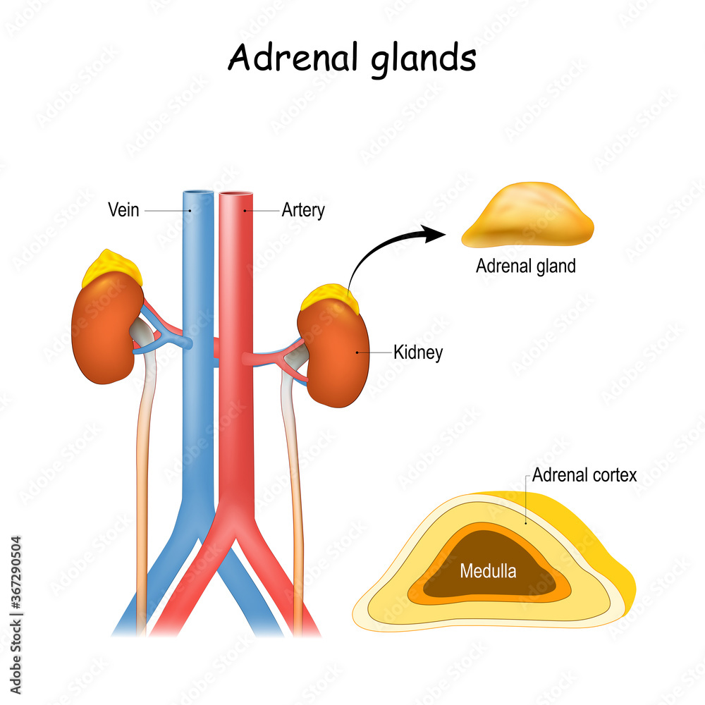 Structure and cross section of suprarenal glands. Stock Vector | Adobe ...
