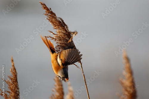 Bearded tit (bearded reedling) feeding in the reeds