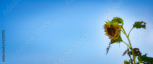 枯れたヒマワリ　素材