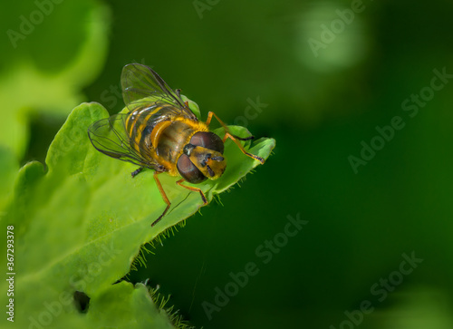 bee on a green leaf in the sun photo