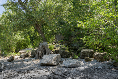 summer, day, clear, weather, travel, nature, coast, rivers, light, shadow, earth, stones, boulders, forest, green, foliage, old, tree, gnarled, rhizome © Наталья Меркулова