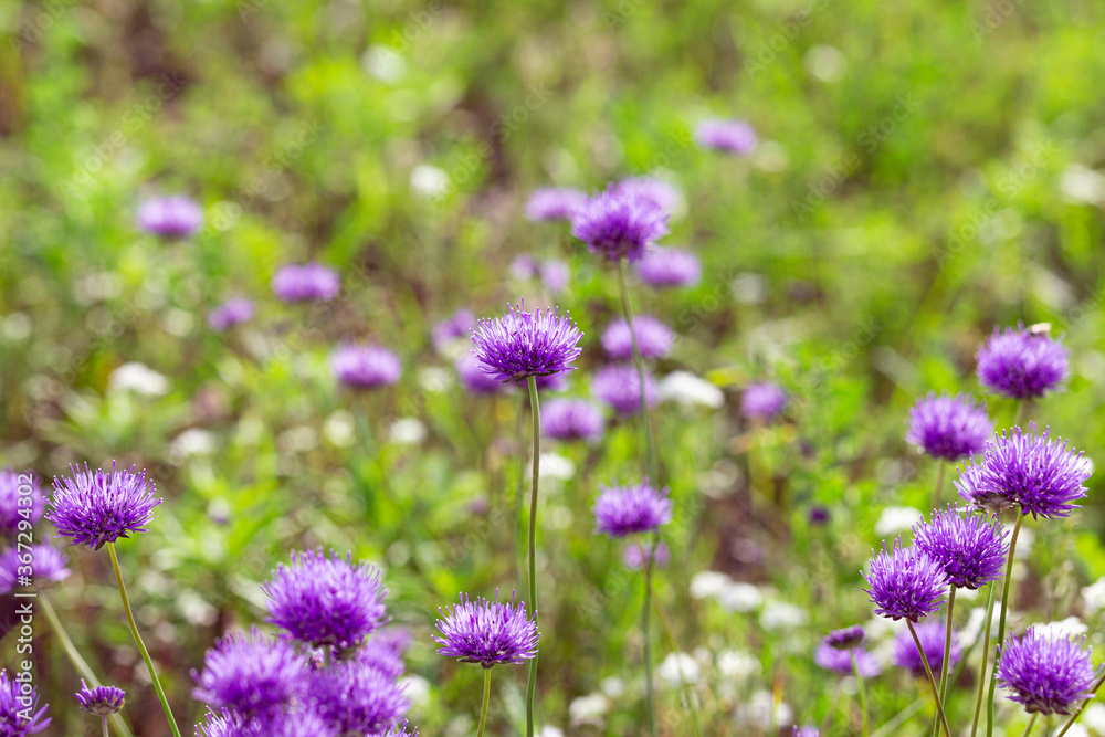 Bright natural rich background from purple meadow plants. Multicolored flowers and herbs. Screensaver. Blurred background, clear outline of the plant. Meadows and fields of Belarus.