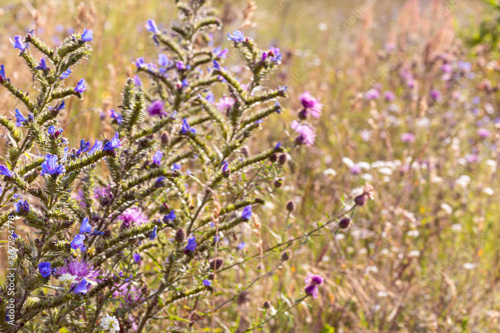 Obraz premium Bright natural rich background from meadow plants: purple flowers. Multicolored flowers and herbs. Screensaver. Blurred background, clear outline of the plant. Meadows and fields of Belarus.
