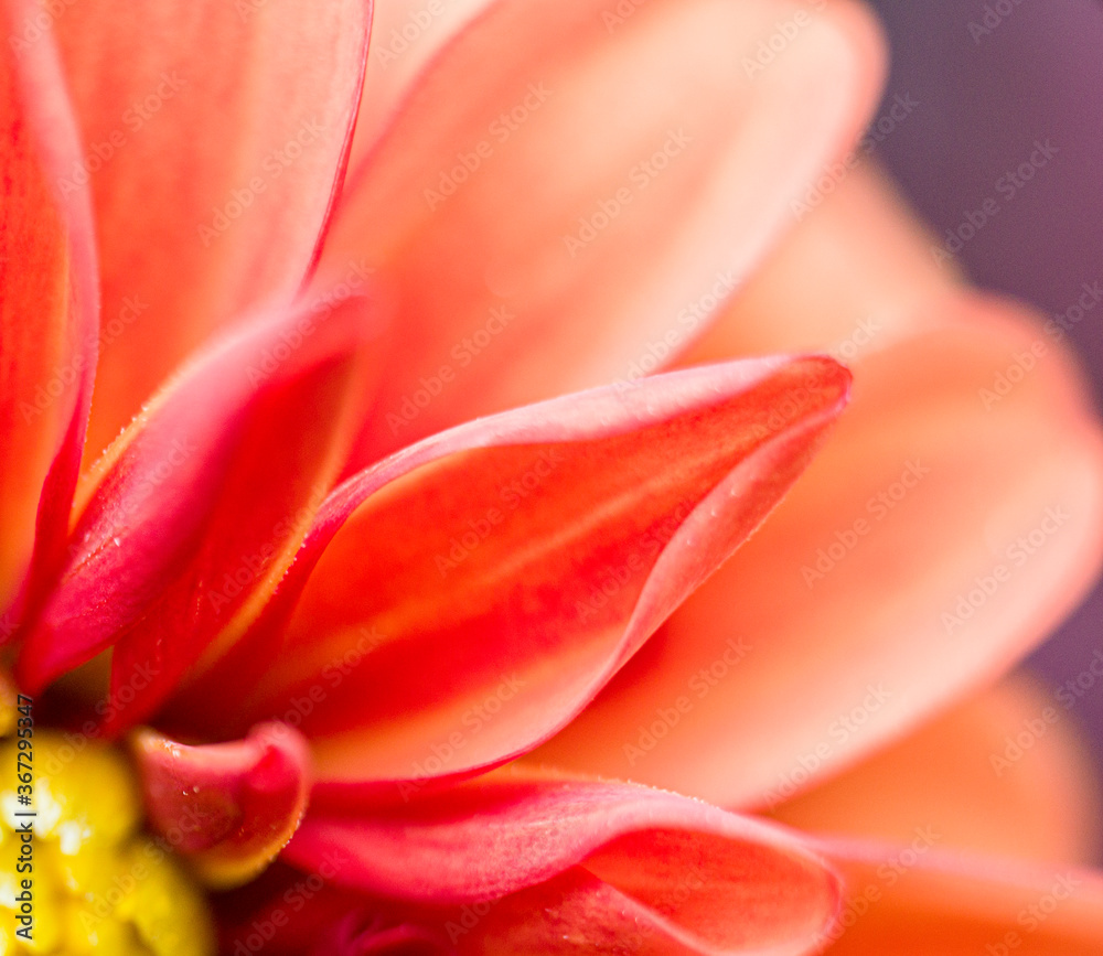 red and yellow flower red and yellow flower