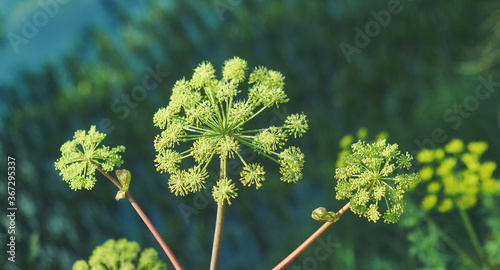 Norwegian angelica photo