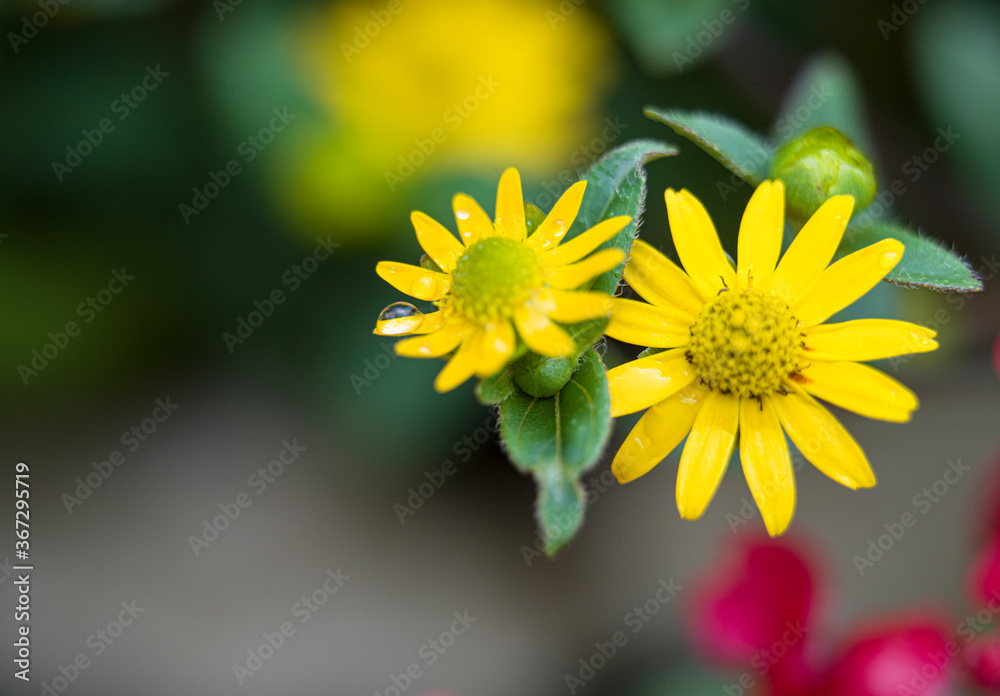 yellow flower on a green background yellow flower on a green background