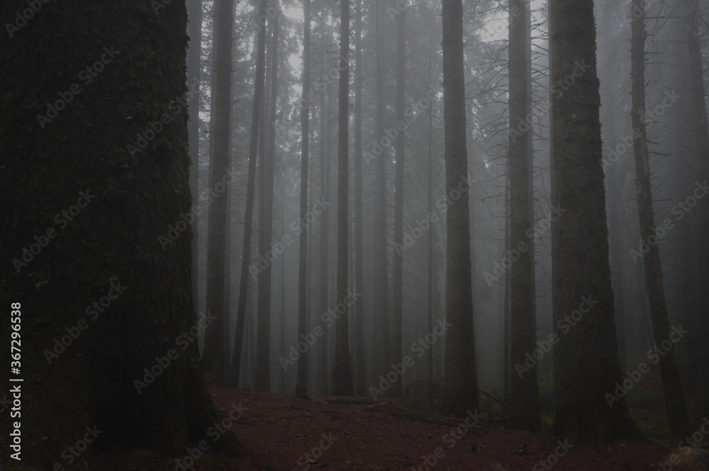 Fototapeta premium Dark forest in the Retezat mountains