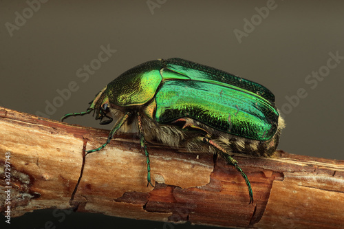 large beetle on the stem