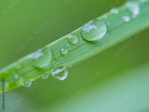 morning dew water droplets on a blade of grass macro 