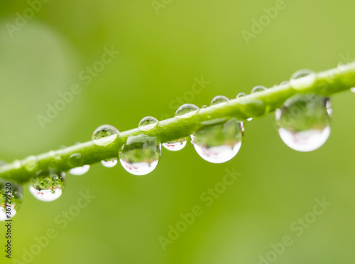 morning dew water droplet 