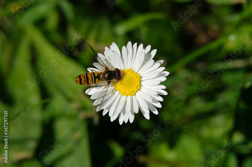 A high angle shot of a hoverfly on a daisy and blurred green background - Stockphoto