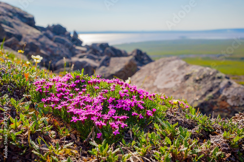 Blooming moss campion (Silene acaulis) in the tundra on a mountainside. Purple flowers among the rocks. View from the mountain to the valley. Summer arctic landscape. Nature of Chukotka and Siberia.