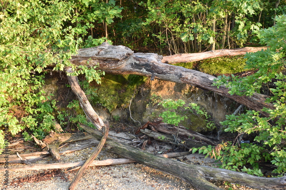 old tree trunk old tree trunk