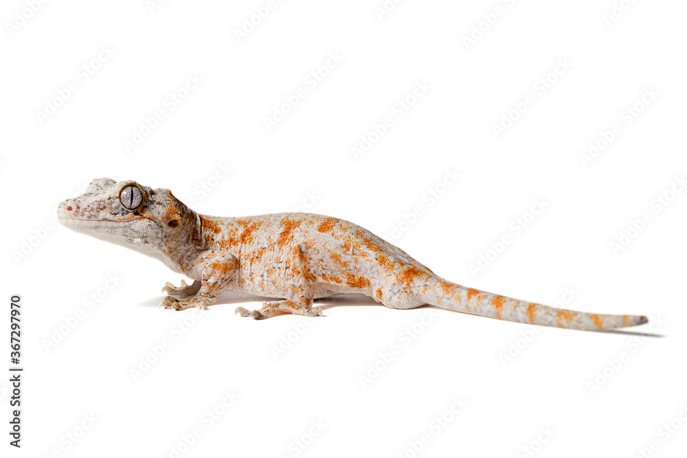 Naklejka premium Orange reticulated gargoyle gecko isolated on a white background