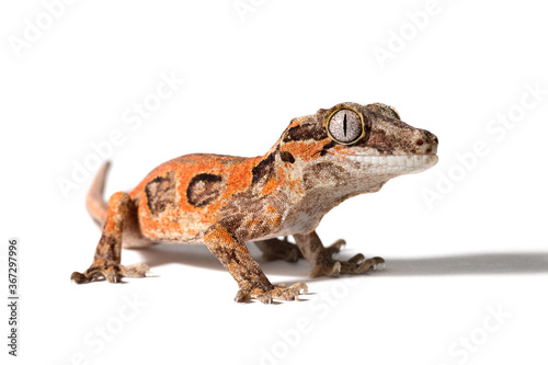 gargoyle gecko with an unusual pattern isolated on a white background