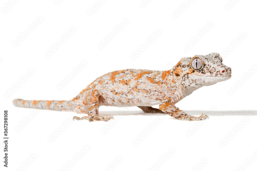 Fototapeta premium Orange reticulated gargoyle gecko isolated on a white background