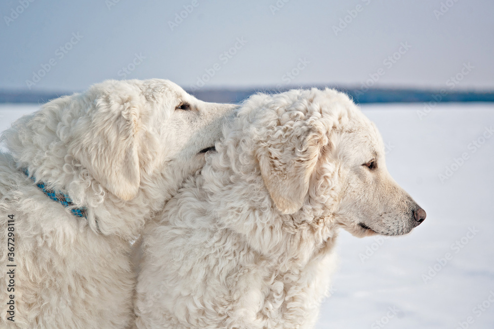 white shepherd dogs on the background of snow white shepherd dogs on the background of snow