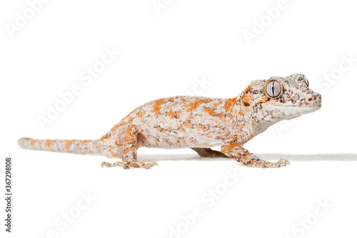 Orange reticulated gargoyle gecko isolated on a white background