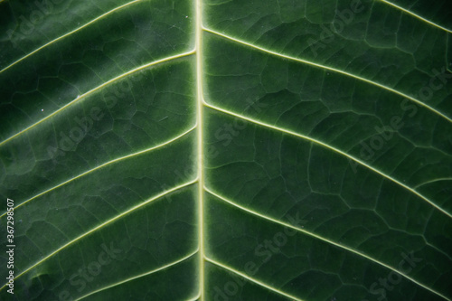 Close-up Makro eines dunkelgrünen Blatts mit linien, fasern und Maserung