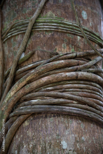 Liane schlängelt sich mehrfach um braunen Baumstamm um hochzuklettern photo
