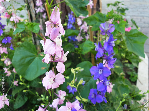 Pink and blue Delphinium or Delphinium ajacis flower on a twig. photo