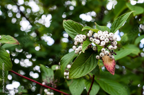 close-up of white berries of a red osier dogwood