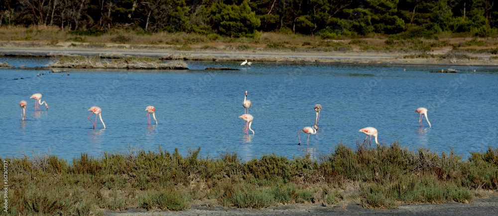 flamingos in the pond in carloforte, sardinia, italy