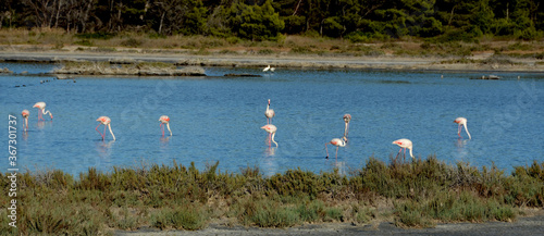 flamingos in the pond in carloforte, sardinia, italy © ezioman
