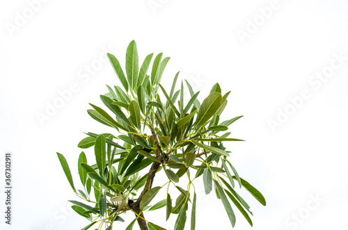 Fresh tree leaves under the sky with white background leaves on tree branch