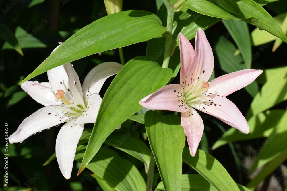 Obraz premium Lilium Elodie
