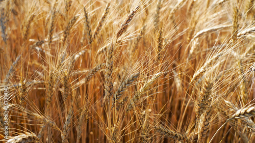 Natural background sown wheat field, agronomy, spikelets of wheat close-up, earthworks, harvesting in the summer season