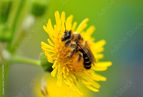 Biene auf Blüte © Jennifer