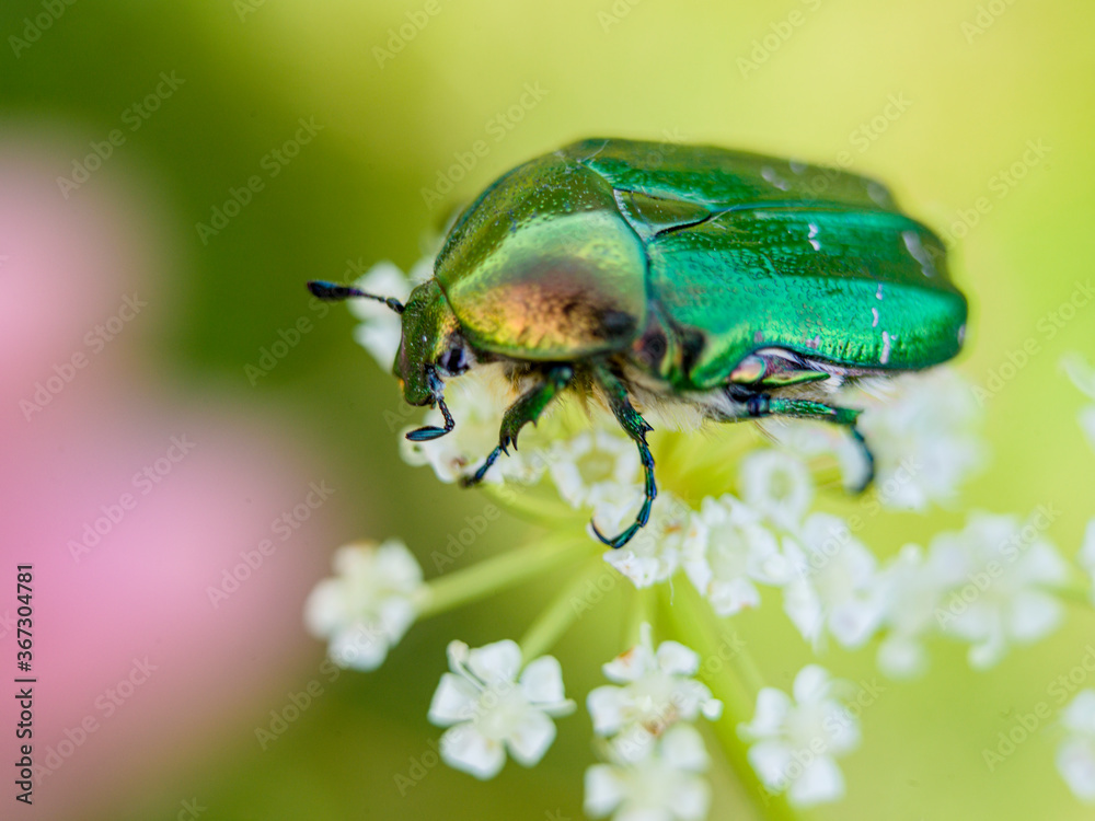 Fototapeta premium green metallic bug on a flower