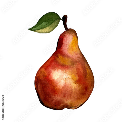Hand drawn illustration of pear. Fruit drawing isolated on white background. Organic fruit grown on the farm