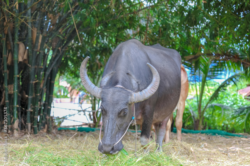 Obraz premium Thai Buffalo ,Thailand