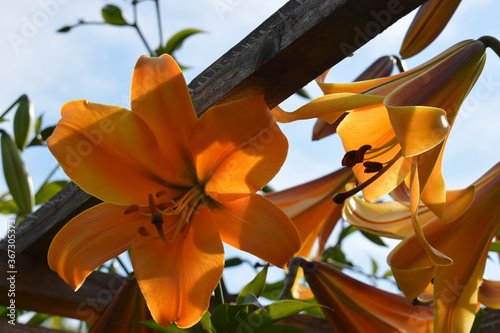 Photos Lilium African Queen