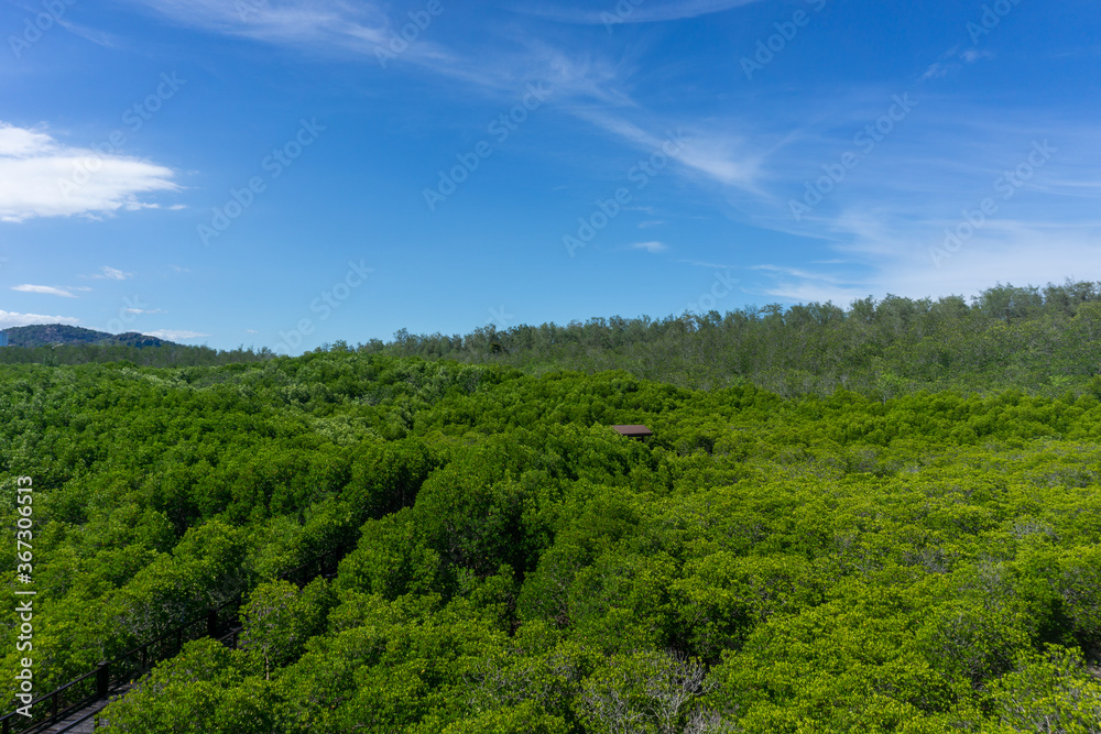 The green area of ​​mangrove forest with mangrove trees and blue sky.