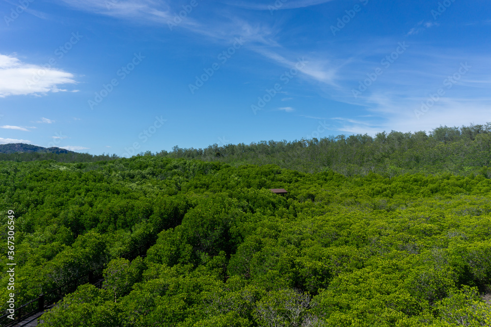 The green area of ​​mangrove forest with mangrove trees and blue sky.