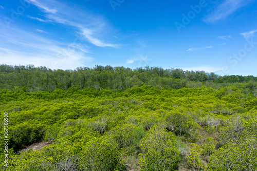 The green area of       mangrove forest with mangrove trees and blue sky.