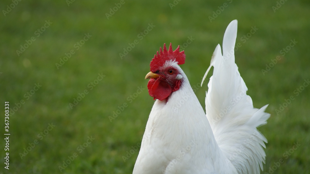 Hahn auf Wiese Hahn auf Wiese